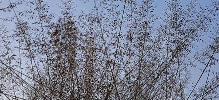 Bottom view angle of bird nest-like wild grass background silhouette with a blue and white sky in the morning photo
