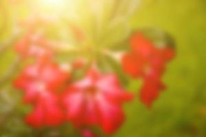 Blurred flowers, abstract background, amazing and beautiful colors. photo