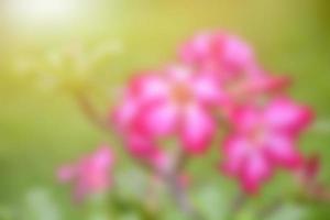 Blurred flowers, abstract background, amazing and beautiful colors. photo