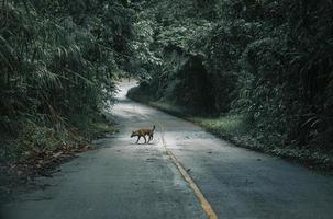 bosques de montaña, caminos con densos bosques de pinos en las montañas de chiang rai, tailandia, donde la naturaleza es más. foto