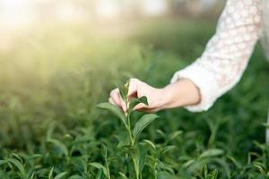 Close-up of a woman's hand picking up tea leaves photo