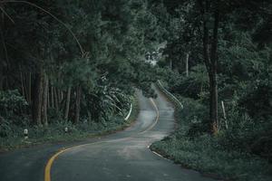 Mountain forests, roads with dense pine forests in the mountains. photo