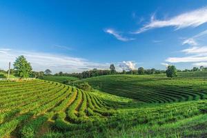 hermoso paisaje de la plantación de té choui fong en mae chan, una atracción turística en chiang rai en tailandia. foto