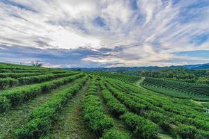 Beautiful scenery of Choui Fong Tea Plantation at Mae Chan, a tourist attraction in Chiang Rai in Thailand.