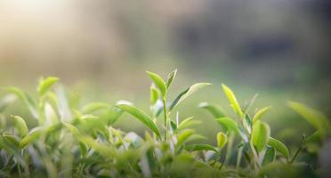 hojas de té verde por la mañana tomadas bajo la luz del sol en el jardín de té, fondo borroso. foto