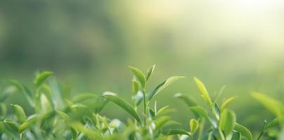 Morning green tea leaves taken under sunlight in tea garden, blurred background. photo
