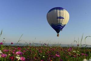 Chiangrai, Tailandia, 11-29-14-globo de aire caliente sobre campo de flores foto