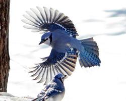 Blue Jay in flight with wings spread photo