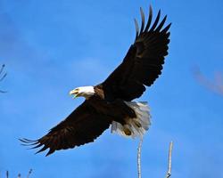 Bald Eagle taking flight