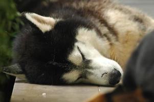 Cute Siberian Husky dog is sleeping on the floor photo