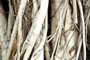 white root of mangrove photo
