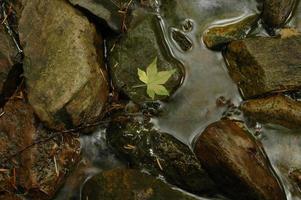 Green maple leaf on cold river photo