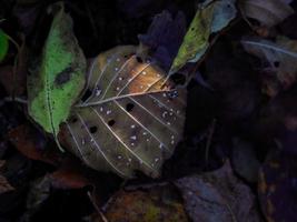 hoja seca marrón con agujeros entre dos hojas verdes en suelo oscuro con otras hojas secas foto
