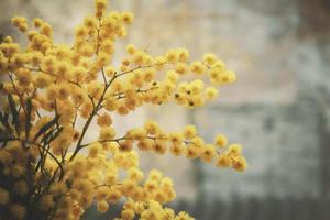 Mimosa yellow flufffy flowerson window sill on pale background photo