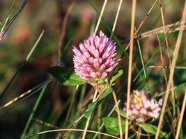 Sensual red clover in green summer grass side view photo