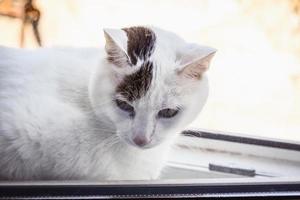 White cat looking down lying on window sill in bright light photo