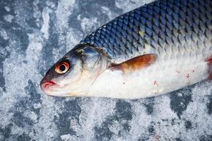 Fish lying on textured ice during winter fishing photo