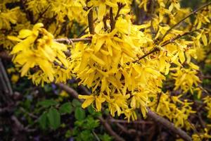 Yellow fosythia hedge flowers huge bunch on dark green leafy background photo