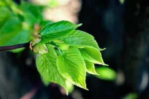 Young green spring linden leaves on black urban background photo