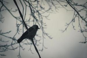 Little black jackdaw bird with black eye and long beak sitting on wire on gray sky background photo