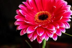 Pink big gerbera daisy flower on stem with thin grass on black background photo