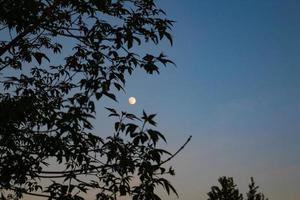 pequeña luna borrosa casi un círculo completo en el cielo azul detrás de la silueta de las ramas de los árboles con hojas foto