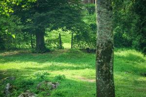 Green lawn with plenty of space and fence with open gate on background photo