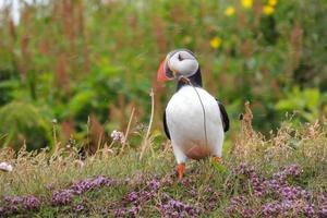 Colorful puffin standing in the grass with flowers photo