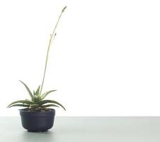 maceta pequeña mínima de planta haworthia con flor contra fondo blanco foto