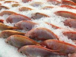Frozen raw Red Tilapia, sold in the market bazar. The fishes are catch and display on cool ice background. photo