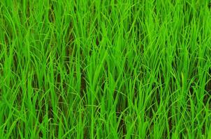 Beautiful row of green rice plant texture background. The asian agriculture. photo