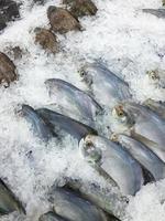 The raw fresh sea fishes Pomfret, catch and frozen on ice sold in bazar market, Cooled background, The good cuisine material. Commercial animals product. photo