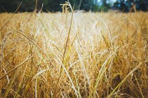 hermoso campo de arroz dorado con fondo de textura de enfoque selectivo. la agricultura asiática. foto