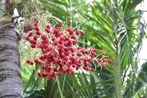 Bunches of Normanbya normanbyi fruits. photo