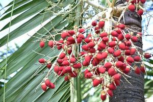 Bunches of Normanbya normanbyi fruits. photo