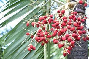 Bunches of Normanbya normanbyi fruits. photo