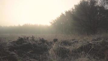 área arborizada do pântano nebuloso
