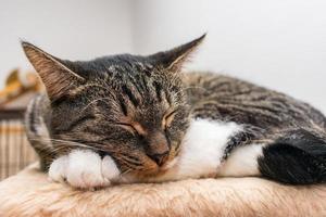 Tired beautiful gray cat sleeps on the rug in the room photo