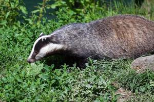 Close-up shot of an European Badger photo