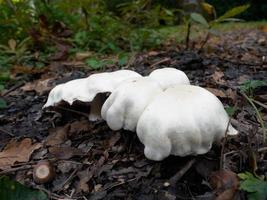 Mushrooms Growing in Sussex photo