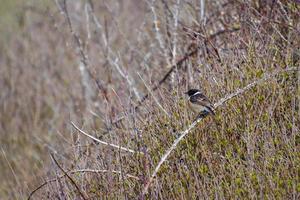 Common Stonechat at Hope Gap near Seaford photo