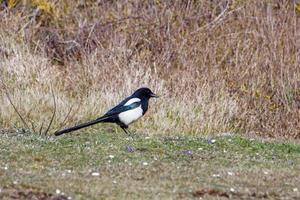 Common Magpie at Hope Gap near Seaford photo