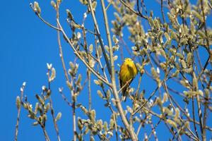 martillo amarillo disfrutando del sol de la mañana foto