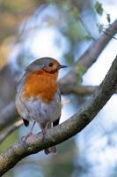 Robin looking alert in a tree on a spring day photo