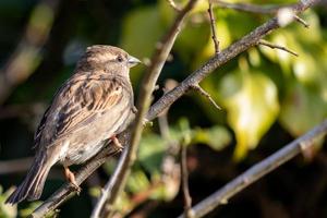 Sparrow resting on a branch in the spring sunshine