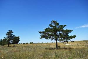 lonely pine trees grow in the middle of the steppe on a hot sunny day photo