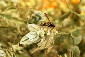 striped dangerous wasp crawls on a plant photo