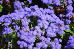 flowerbed with purple, lilac ageratum photo