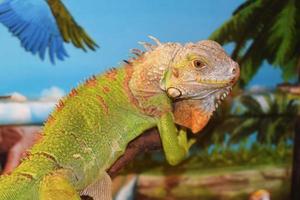 iguana común verde foto