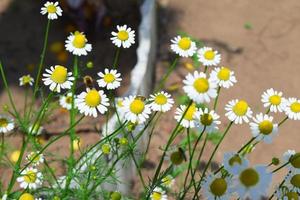 lovely little medicinal chamomile photo